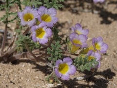Phacelia bicolor