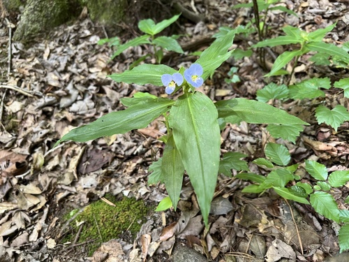 Virginia dayflower (Commelina virginica)