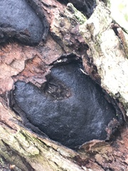 Biscogniauxia mediterranea