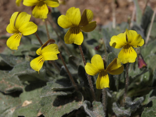 Viola purpurea var. aurea