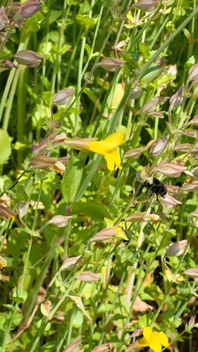 iNaturalist observation photo of Yellow-faced Bumble Bee