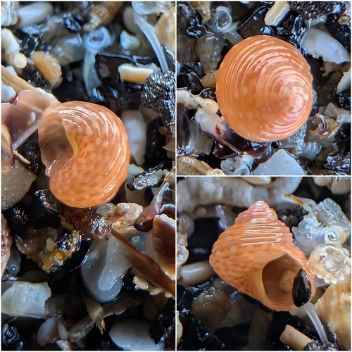 Gibbula turbinoides observed 2026-07-03