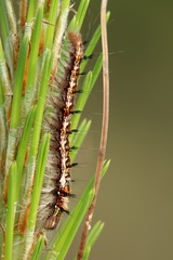 Dendrolimus punctata