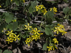 Ribes aureum aureum
