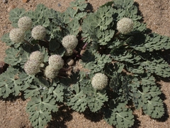 Cymopterus globosus