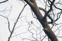 Carpodacus sipahi