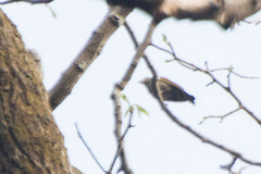 Picumnus innominatus