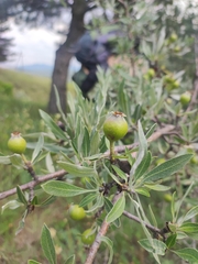 Pyrus salicifolia, photograph (c) Anastasiia Samokhvalova, some rights reserved (CC BY)