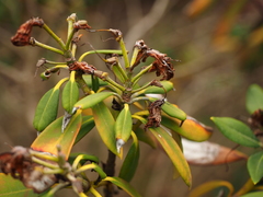 Rhododendron yakushimanum