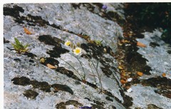 Petrorhagia nanteuilii