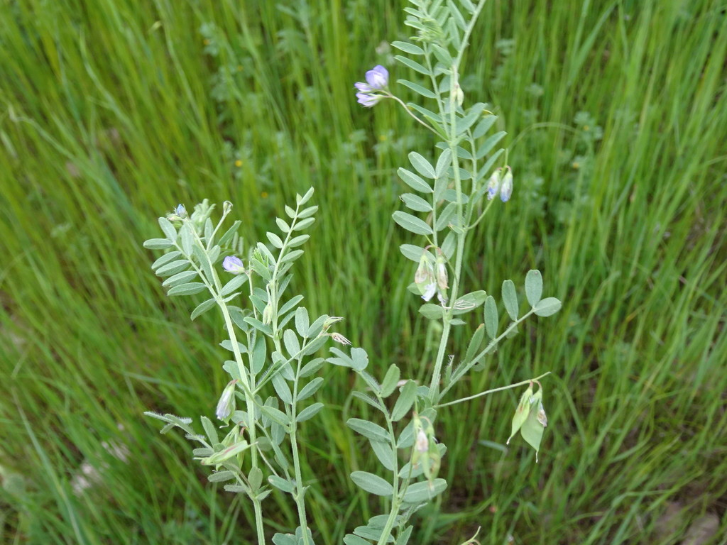 Eastern Wild Lentil