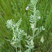 Eastern Wild Lentil - Photo (c) יאיר אור, some rights reserved (CC BY-NC-SA), uploaded by יאיר אור