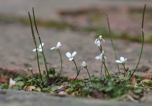 Cardamine corymbosa Hook.f.