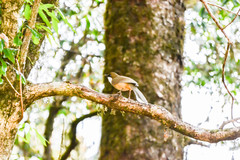 Pterorhinus albogularis