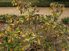 Rhododendron yakushimanum