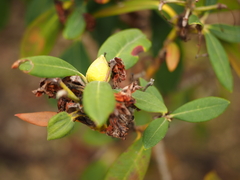 Rhododendron yakushimanum
