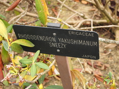 Rhododendron yakushimanum