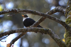 Turdus albocinctus