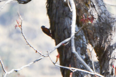 Dendrocopos hyperythrus