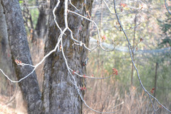 Dendrocopos himalayensis