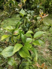 Euonymus tashiroi