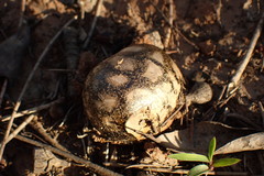 Pisolithus microcarpus