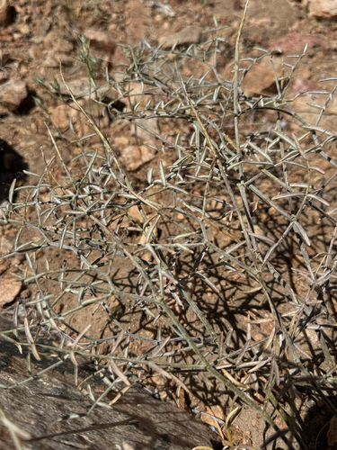 Astragalus casei observed 2026-07-04