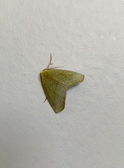 Drepanogynis olivescens