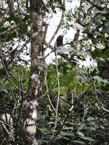 Stygian Owl (Asio stygius), photo 9