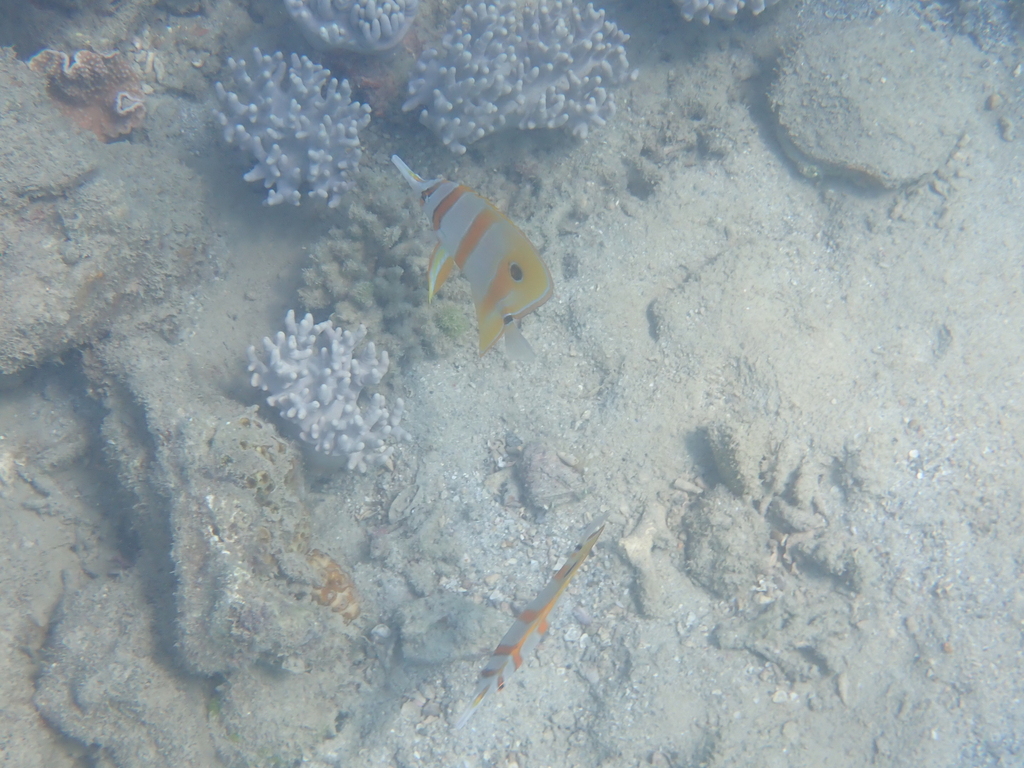 Copperband butterflyfish
