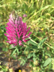 Trifolium purpureum