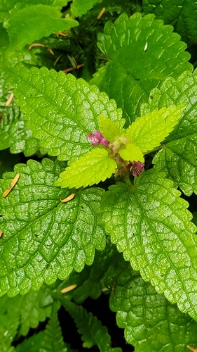 Stachys mexicana, photograph 2