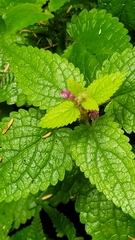 Stachys mexicana, photograph author not stated, no rights reserved