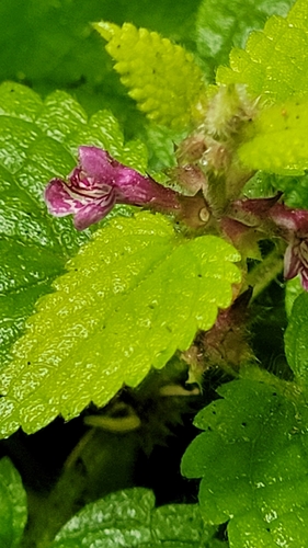 Stachys mexicana, photograph 3