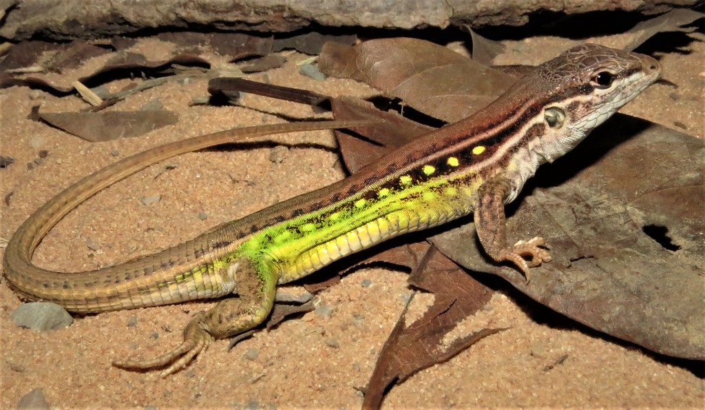 Planalto Dos Gerais Whiptail