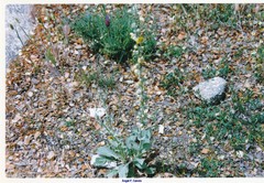 Ornithopus compressus