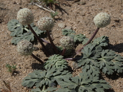 Cymopterus globosus