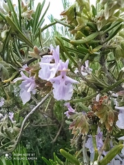 Salvia rosmarinus