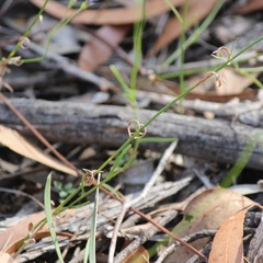 Wahlenbergia graniticola