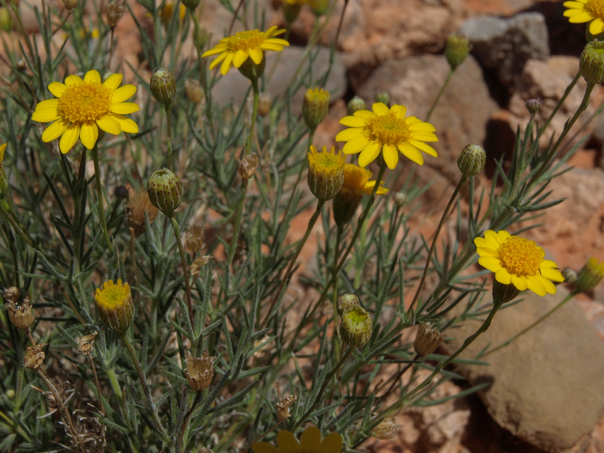 Thymophylla pentachaeta var. belenidium