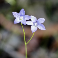 Wahlenbergia graniticola