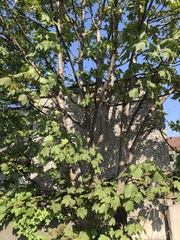 Acer pseudoplatanus