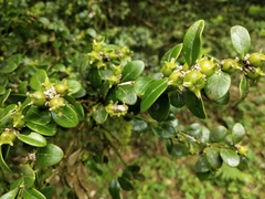 Buxus sinica