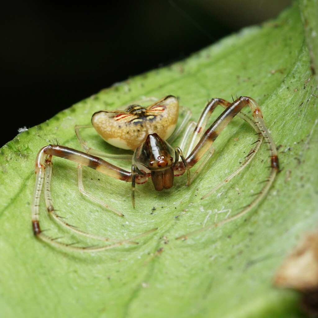 Gelanor altithorax