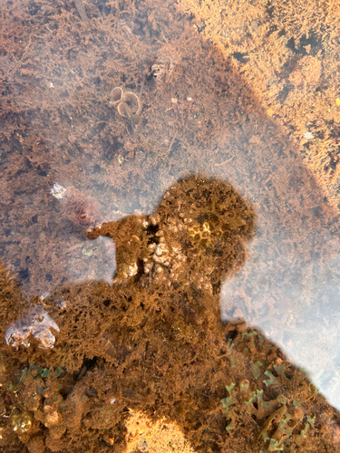Leptastrea purpurea, 2026-06-04