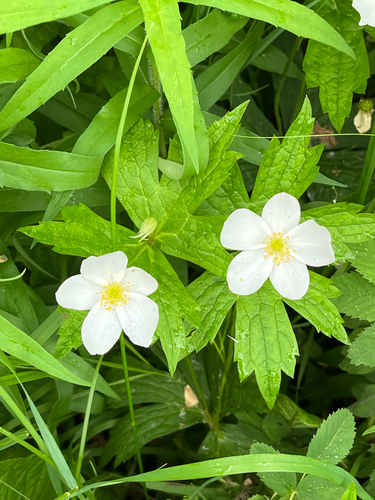 Canada anemone
