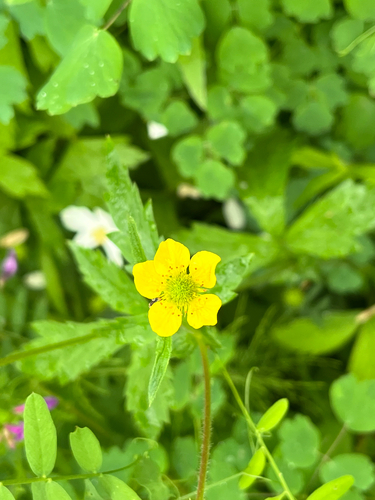 Yellow Avens