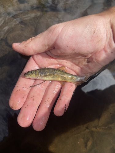 Bluehead sucker (Catostomus discobolus) — Catostomidae — 2