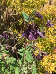 Aquilegia vulgaris