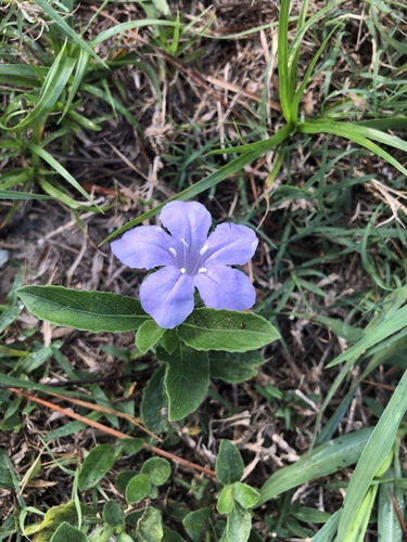 Ruellia caroliniensis image